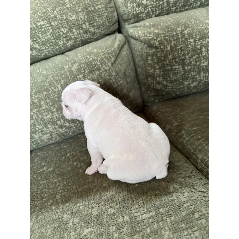 販売中の福岡県のフレンチブルドッグ-454956の2枚目