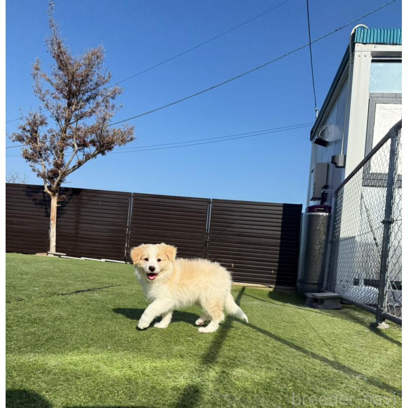 販売中の埼玉県のボーダーコリー-454957の11枚目