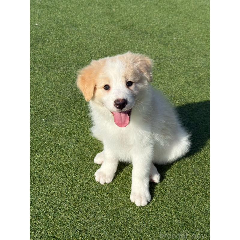 販売中の埼玉県のボーダーコリー-454957の10枚目