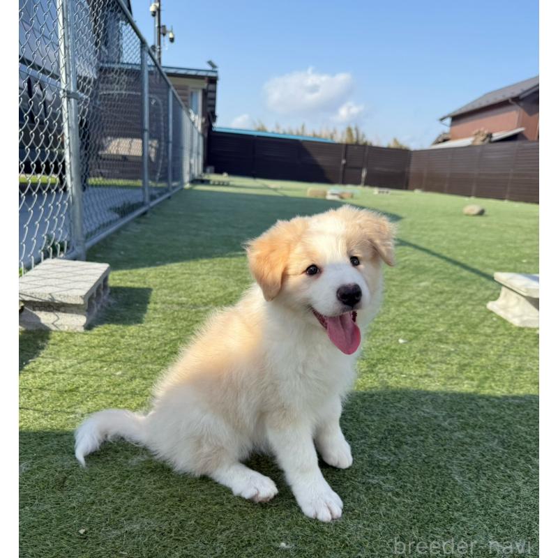 販売中の埼玉県のボーダーコリー-454957の9枚目