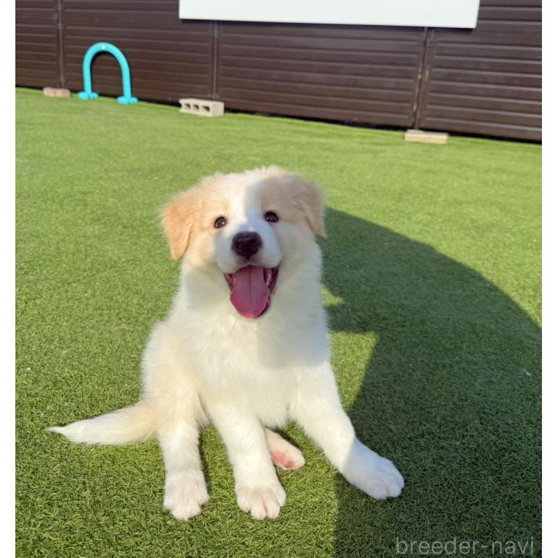 販売中の埼玉県のボーダーコリー-454957の8枚目