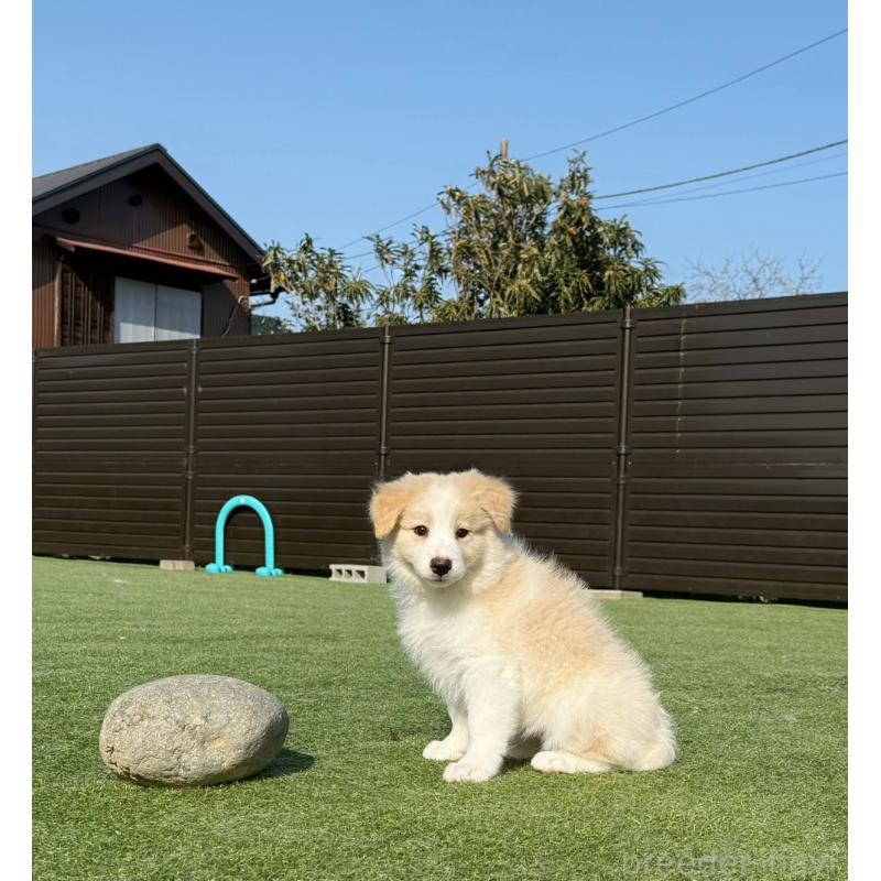 販売中の埼玉県のボーダーコリー-454957の7枚目