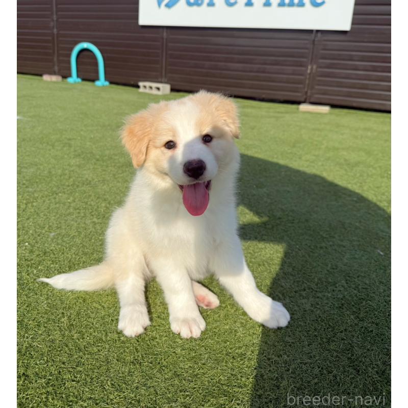 販売中の埼玉県のボーダーコリー-454957の6枚目