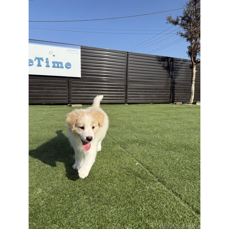 販売中の埼玉県のボーダーコリー-454957の5枚目