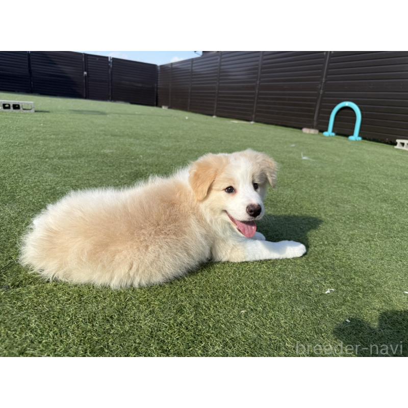 販売中の埼玉県のボーダーコリー-454957の4枚目