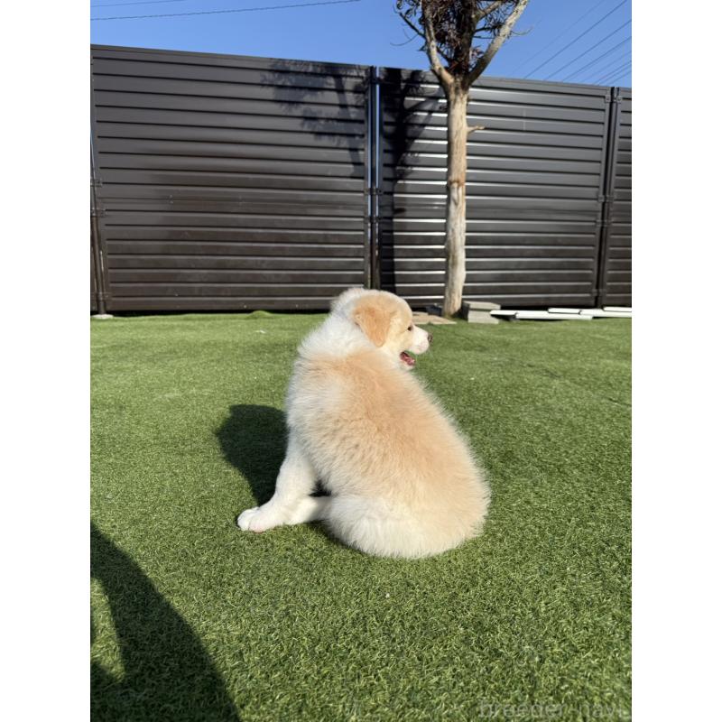 販売中の埼玉県のボーダーコリー-454957の3枚目