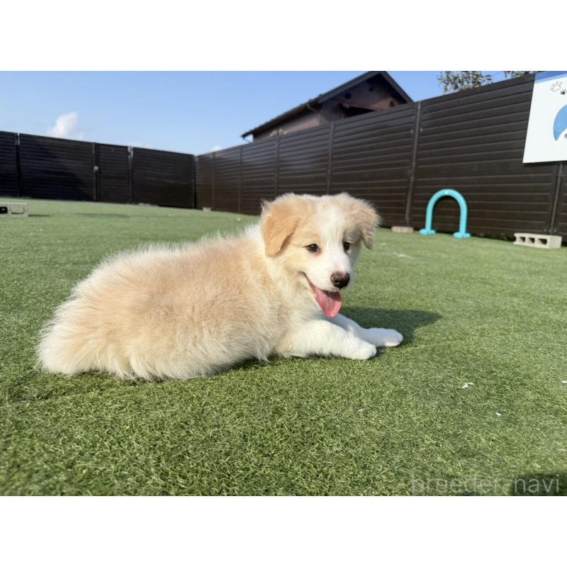 販売中の埼玉県のボーダーコリー-454957の2枚目
