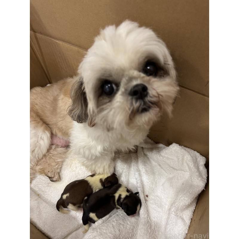 販売中の福岡県のシーズー-454958の2枚目