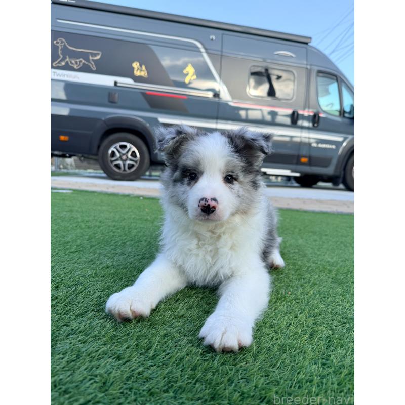 販売中の埼玉県のボーダーコリー-454960の14枚目