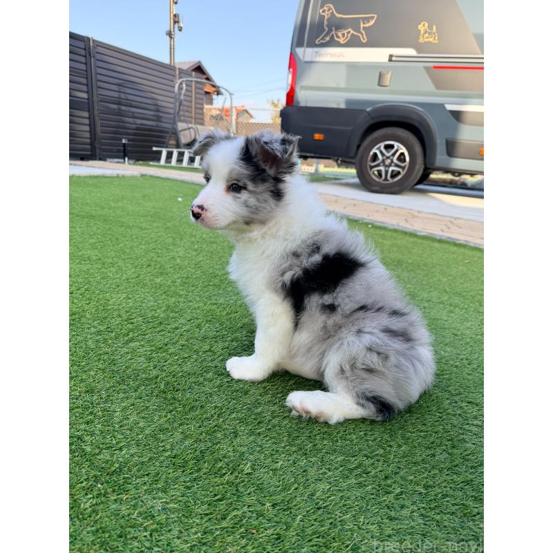 販売中の埼玉県のボーダーコリー-454960の13枚目