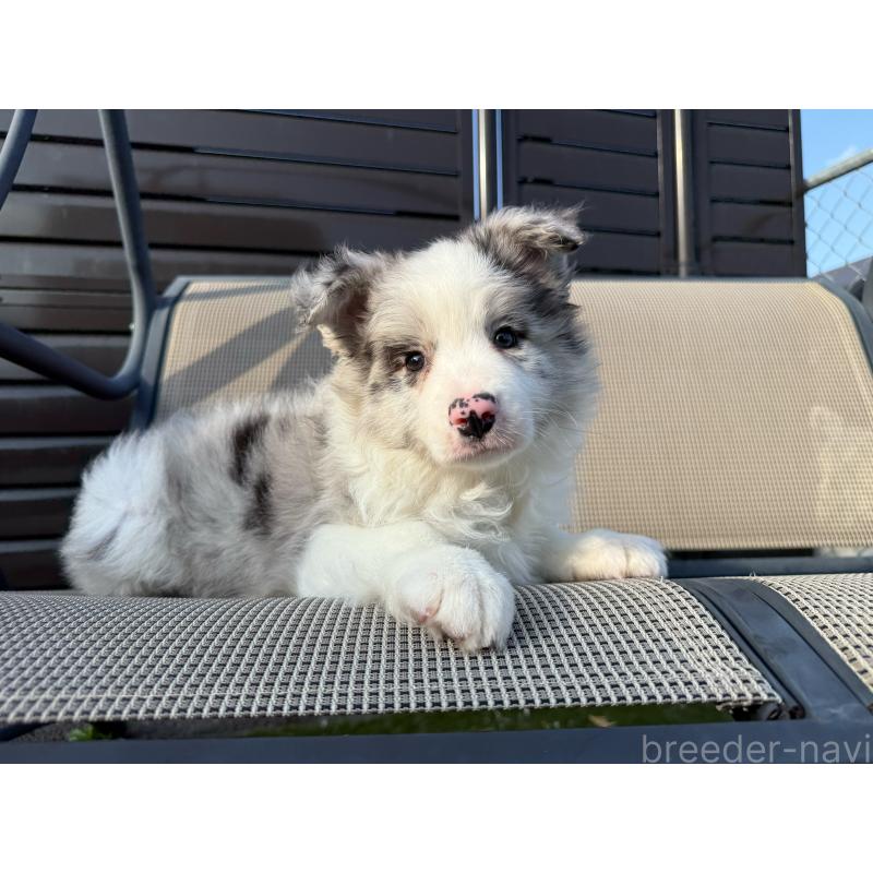 販売中の埼玉県のボーダーコリー-454960の12枚目