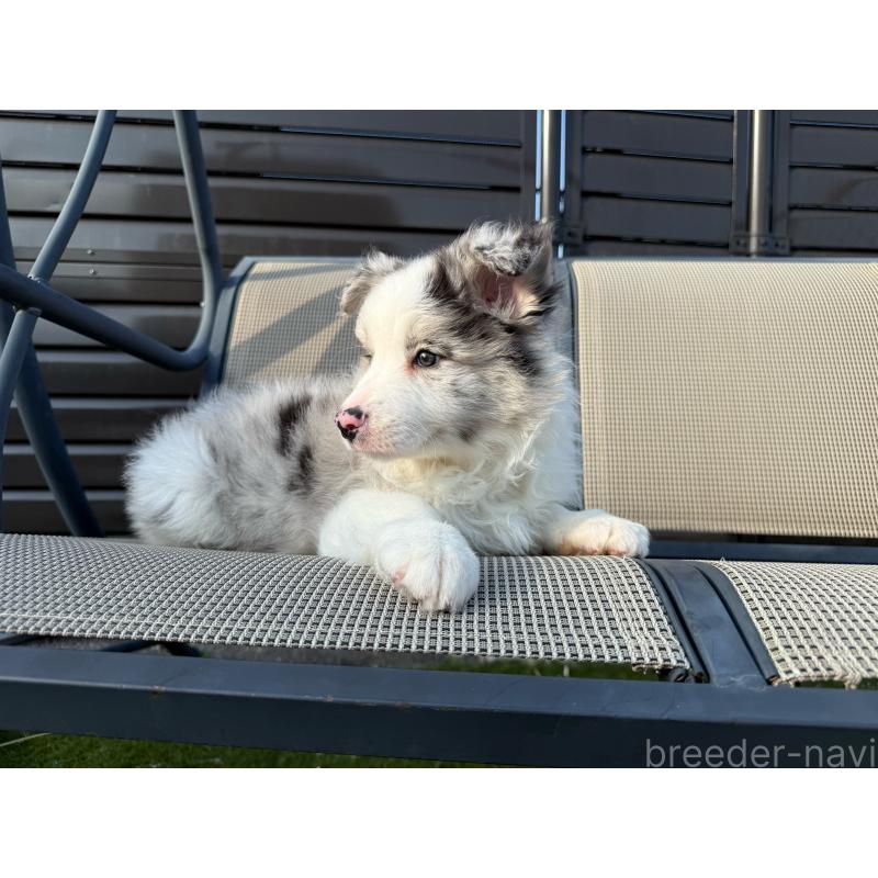販売中の埼玉県のボーダーコリー-454960の11枚目