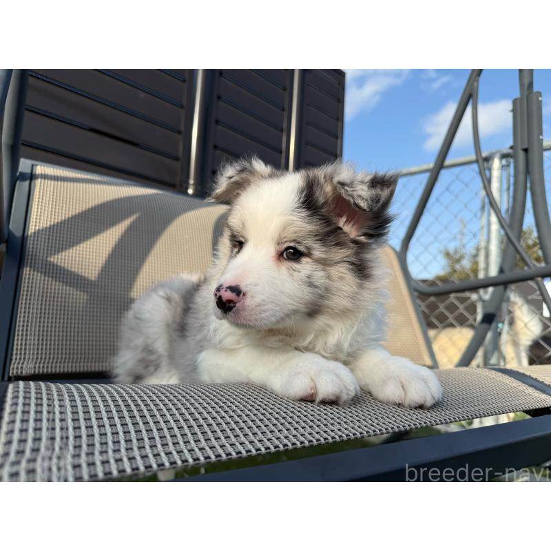 販売中の埼玉県のボーダーコリー-454960の10枚目