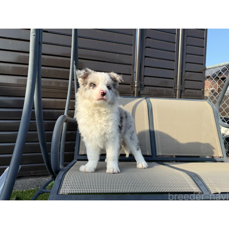 販売中の埼玉県のボーダーコリー-454960の9枚目