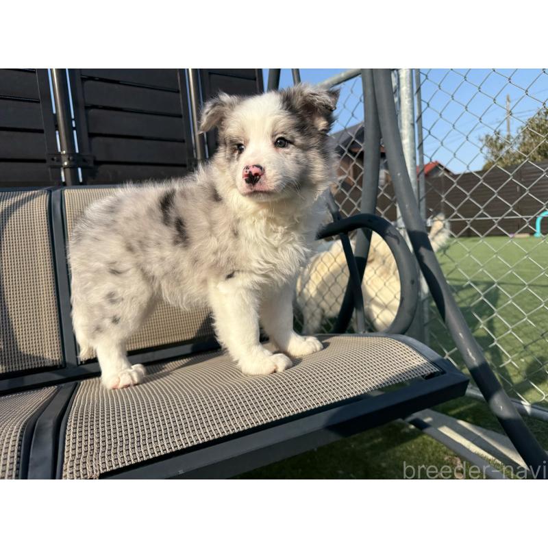 販売中の埼玉県のボーダーコリー-454960の8枚目