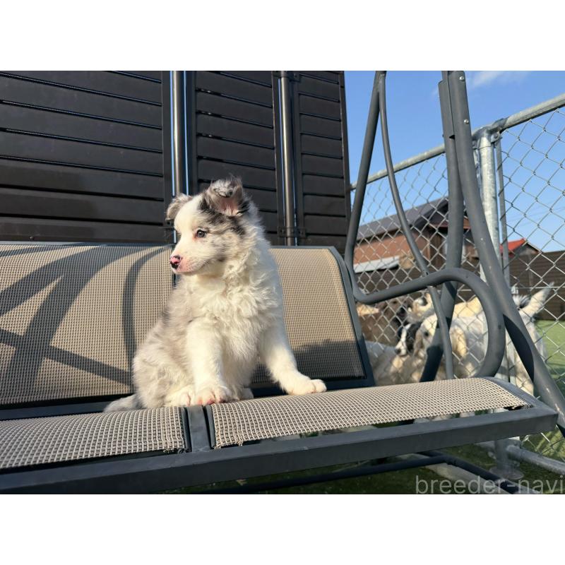 販売中の埼玉県のボーダーコリー-454960の7枚目