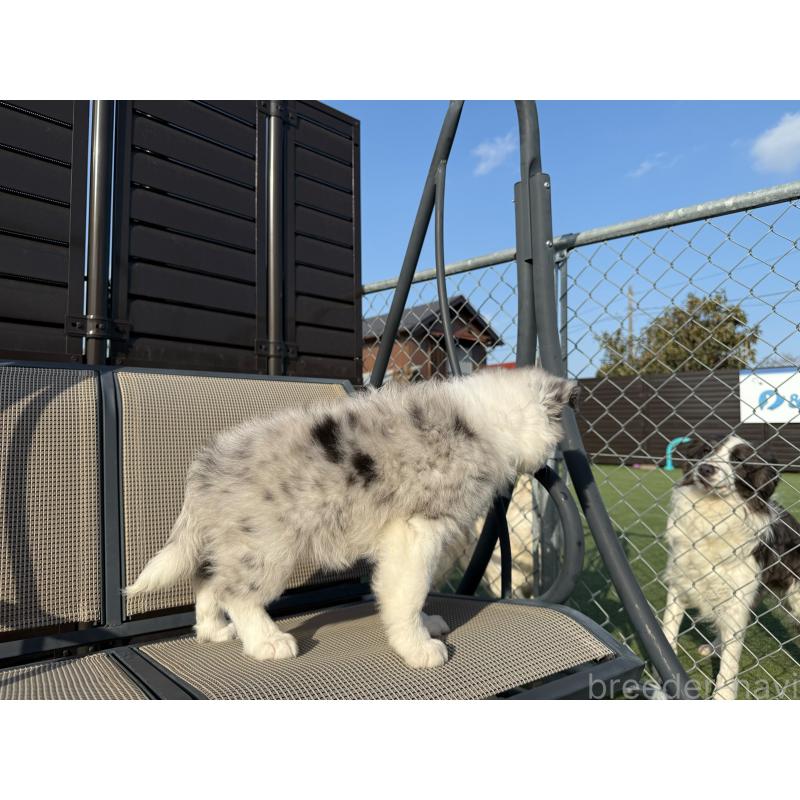 販売中の埼玉県のボーダーコリー-454960の6枚目