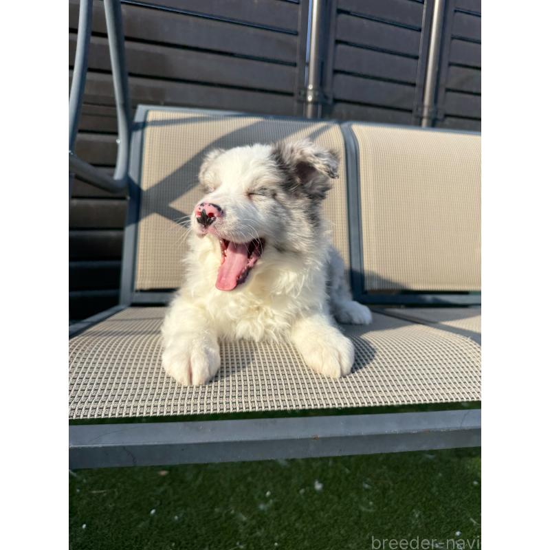 販売中の埼玉県のボーダーコリー-454960の5枚目