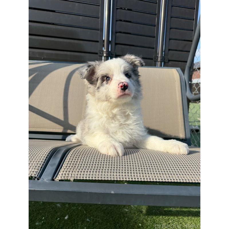 販売中の埼玉県のボーダーコリー-454960の4枚目