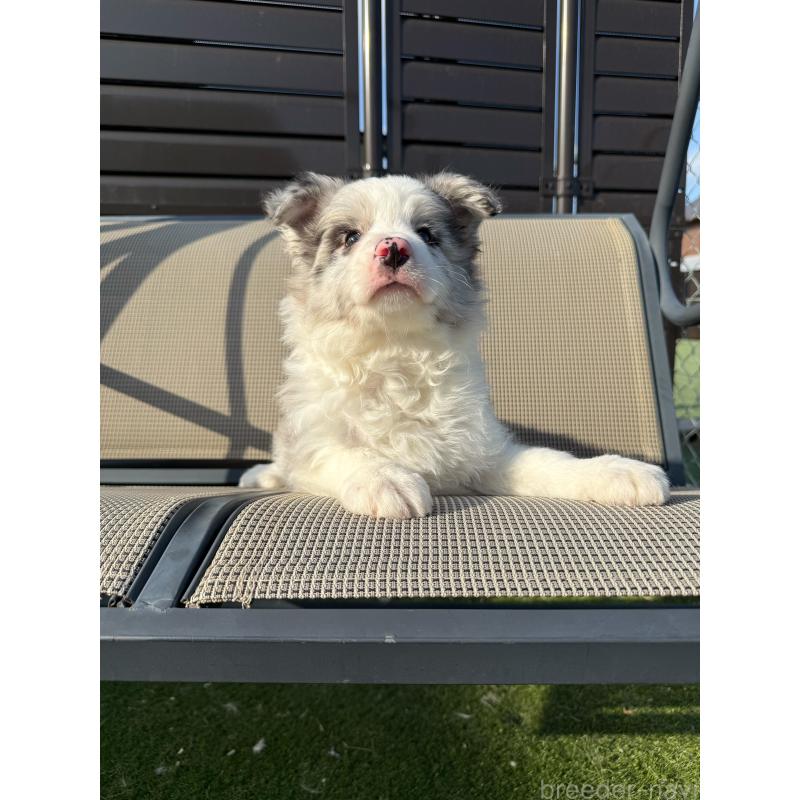 販売中の埼玉県のボーダーコリー-454960の3枚目