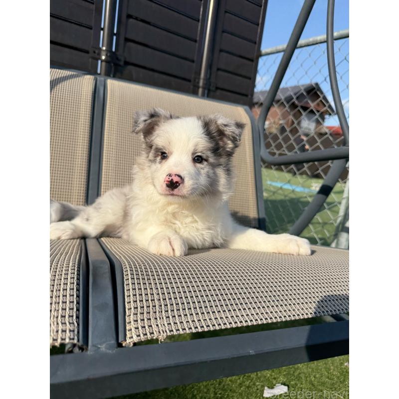 販売中の埼玉県のボーダーコリー-454960の2枚目