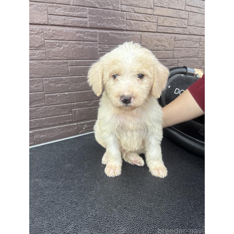 販売中の滋賀県のラブラドゥードル:ラブラドールレトリーバー×プードル-454963の4枚目