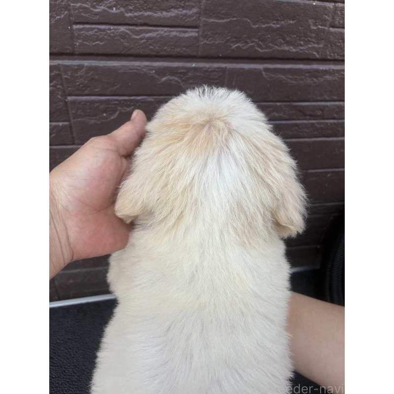 販売中の滋賀県のラブラドゥードル:ラブラドールレトリーバー×プードル-454963の3枚目