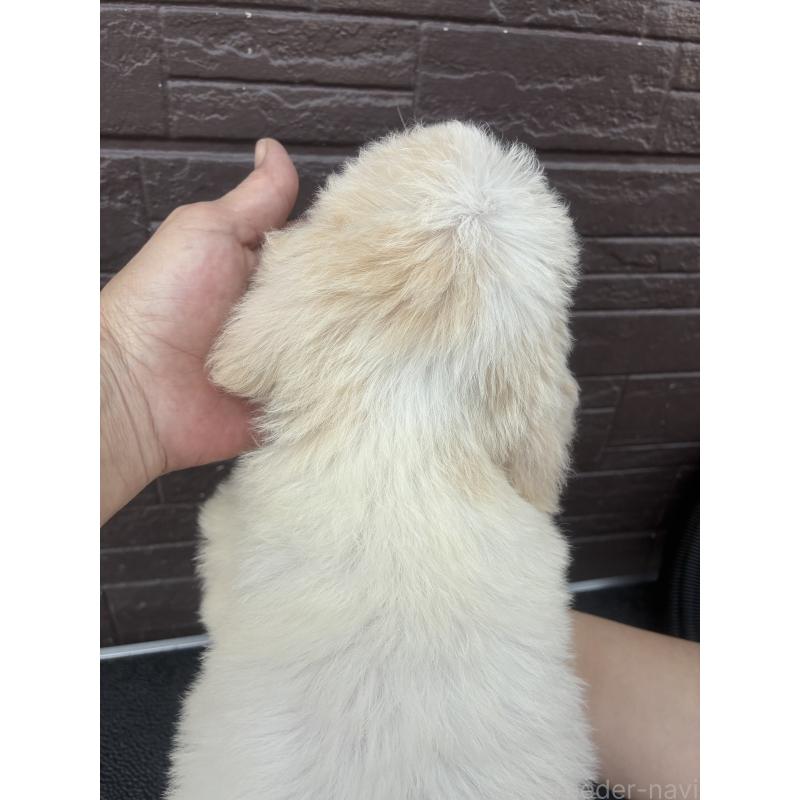 販売中の滋賀県のラブラドゥードル:ラブラドールレトリーバー×プードル-454963の2枚目