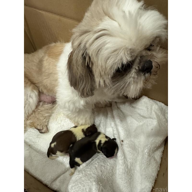 販売中の福岡県のシーズー-454964の2枚目