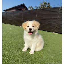 ♀︎ボーダーコリー