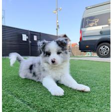 ♀︎ボーダーコリー