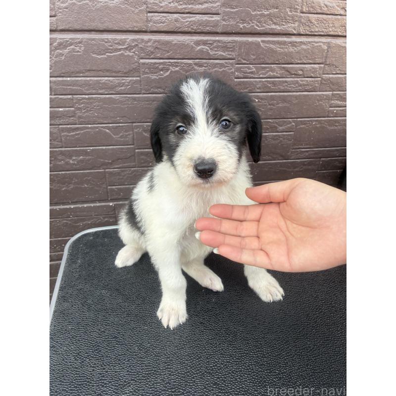 販売中の滋賀県のラブラドゥードル:ラブラドールレトリーバー×プードル-454965