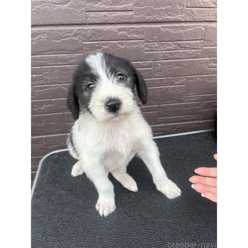 販売中の滋賀県のラブラドゥードル:ラブラドールレトリーバー×プードル-454965の5枚目