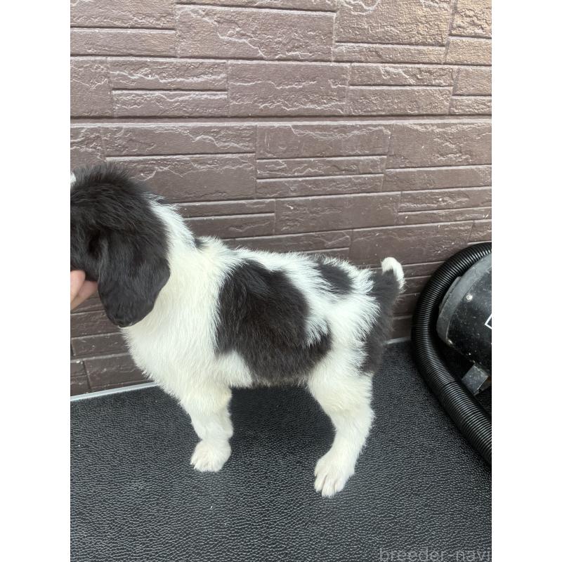 販売中の滋賀県のラブラドゥードル:ラブラドールレトリーバー×プードル-454965の4枚目