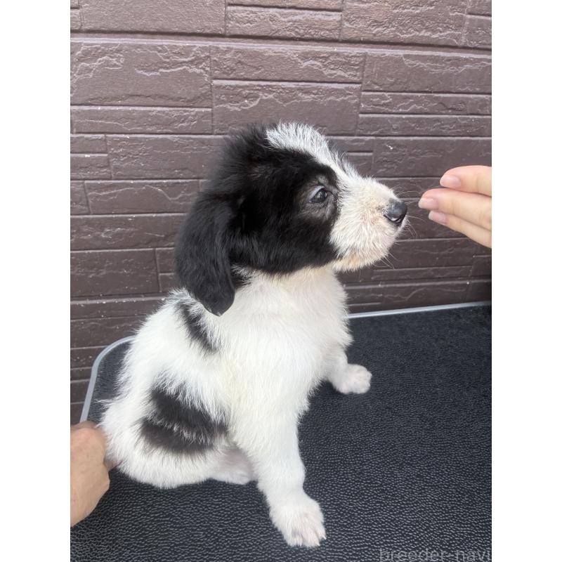 販売中の滋賀県のラブラドゥードル:ラブラドールレトリーバー×プードル-454965の3枚目