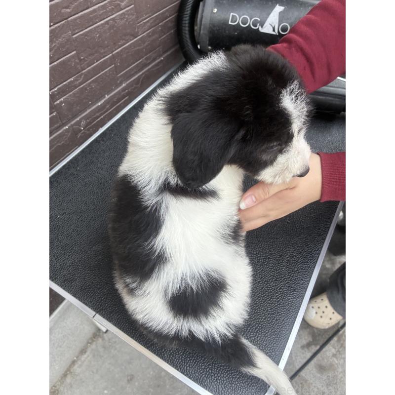 販売中の滋賀県のラブラドゥードル:ラブラドールレトリーバー×プードル-454965の2枚目