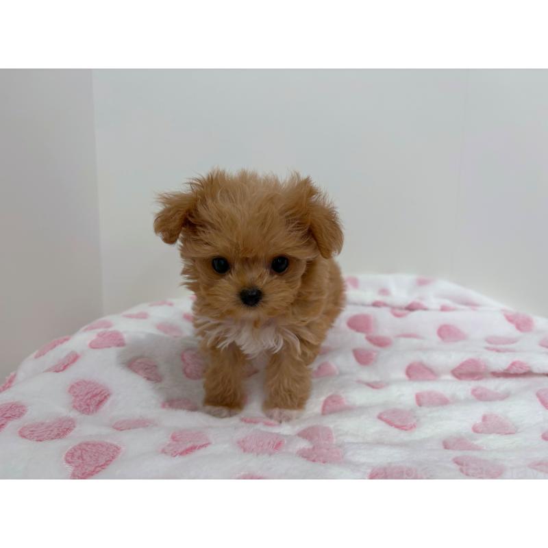 販売中の群馬県のミックス犬-454966の4枚目