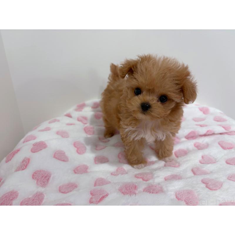 販売中の群馬県のミックス犬-454966の3枚目