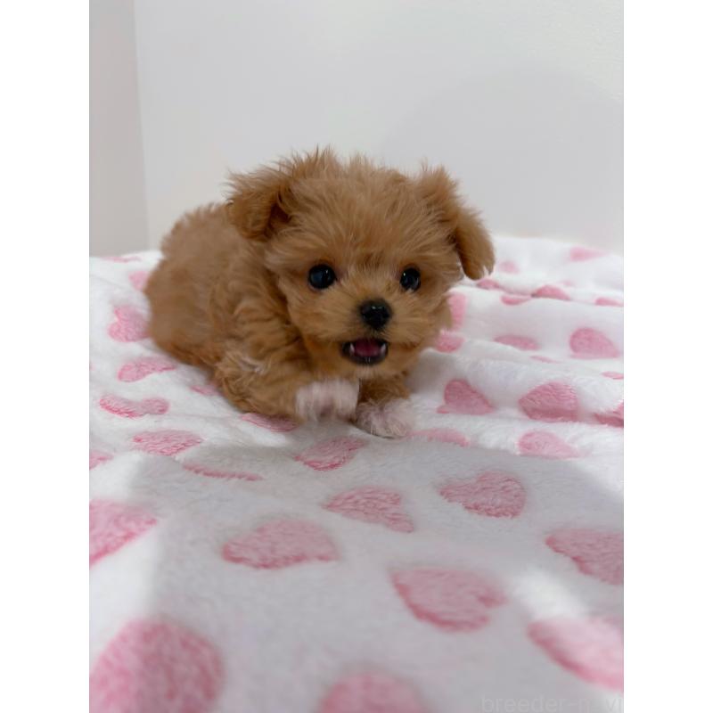 販売中の群馬県のミックス犬-454966の2枚目