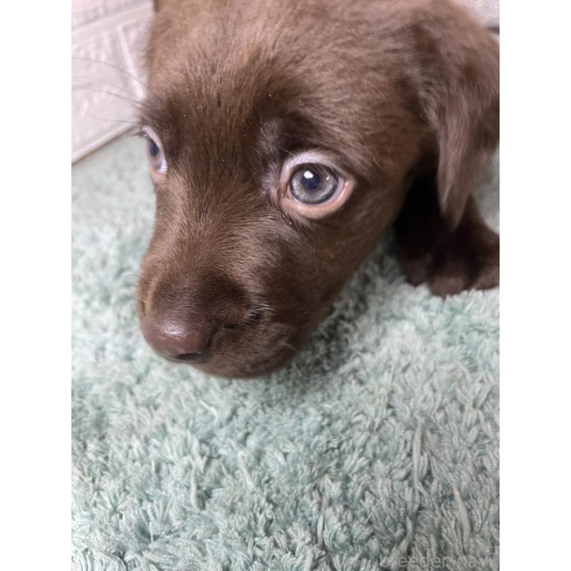 販売中の千葉県のラブラドールレトリーバー-454968の5枚目