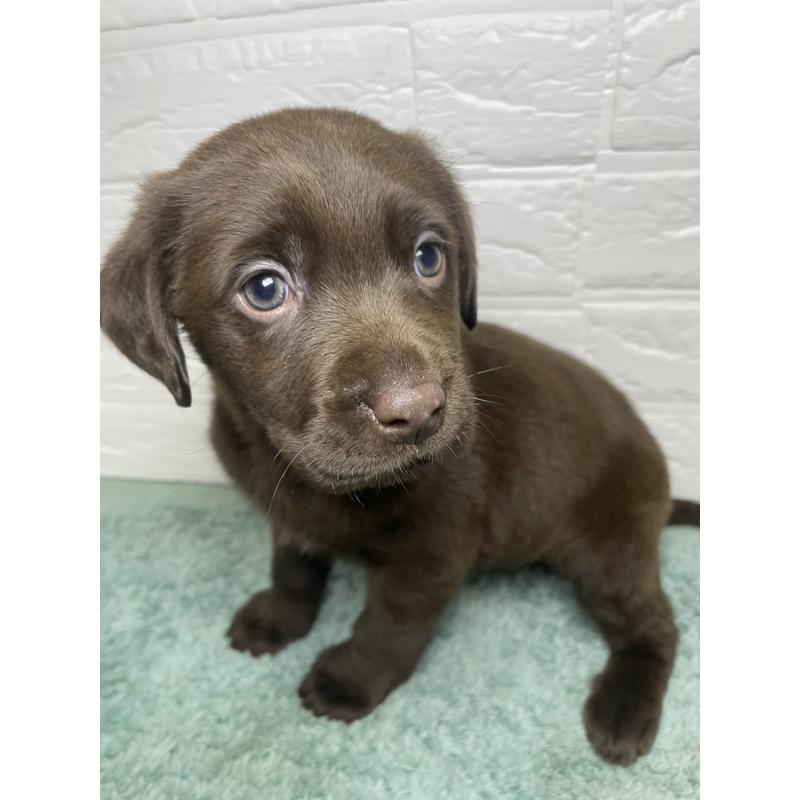 販売中の千葉県のラブラドールレトリーバー-454968の4枚目