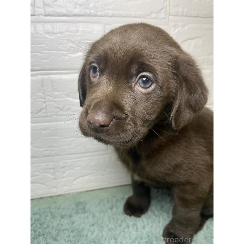 販売中の千葉県のラブラドールレトリーバー-454968の3枚目