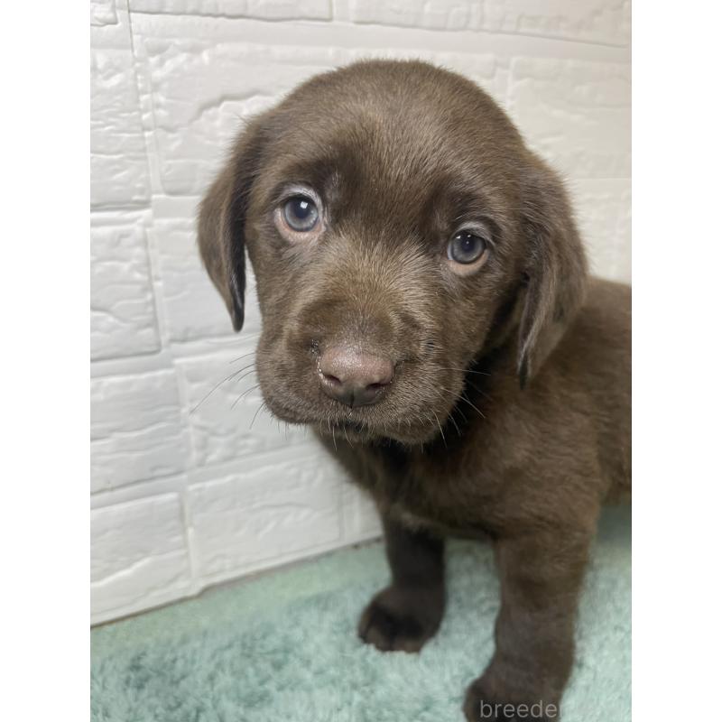 販売中の千葉県のラブラドールレトリーバー-454968の2枚目