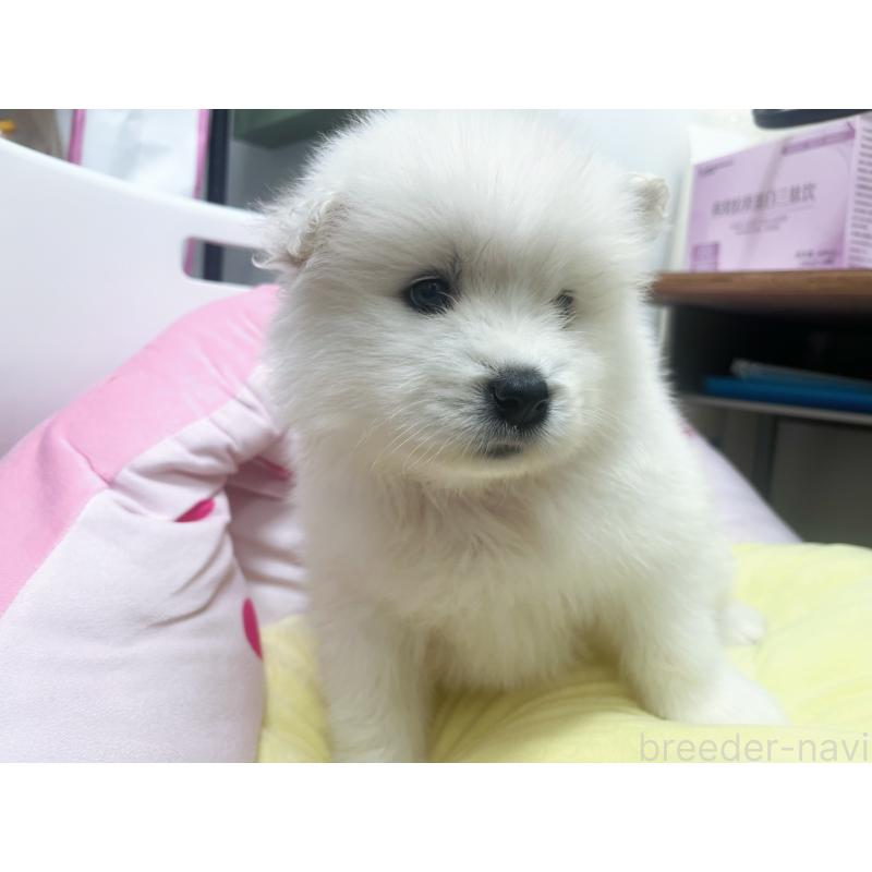 販売中の東京都のサモエド-450324の5枚目