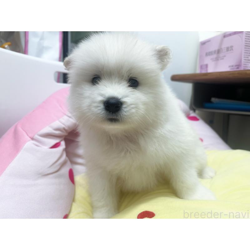 販売中の東京都のサモエド-450324の4枚目