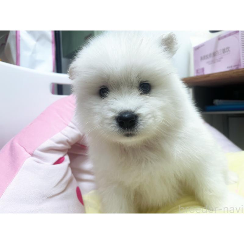 販売中の東京都のサモエド-450324の2枚目