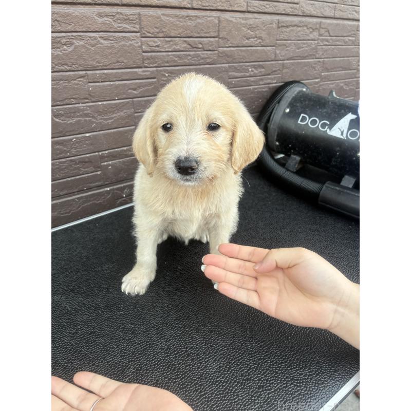 販売中の滋賀県のラブラドゥードル:ラブラドールレトリーバー×プードル-454969の4枚目