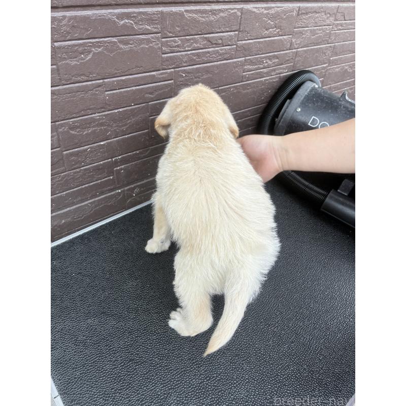 販売中の滋賀県のラブラドゥードル:ラブラドールレトリーバー×プードル-454969の3枚目