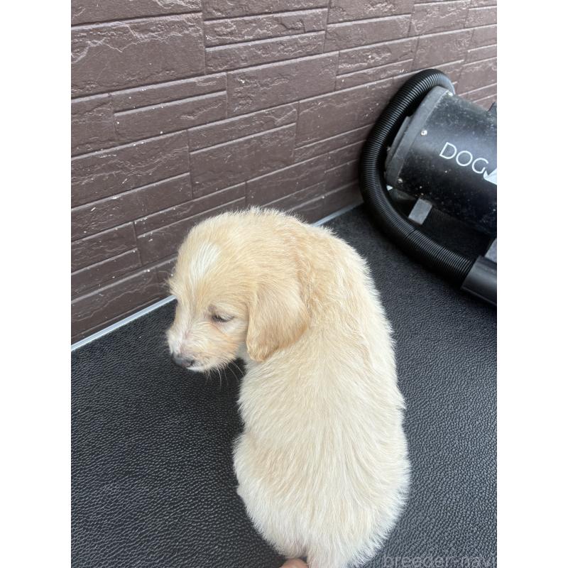 販売中の滋賀県のラブラドゥードル:ラブラドールレトリーバー×プードル-454969の2枚目