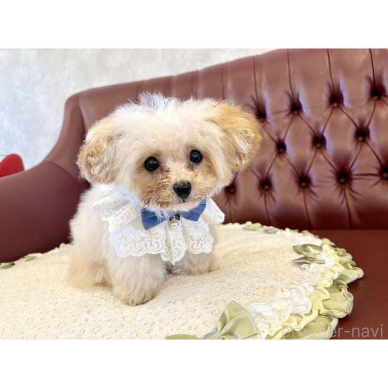 販売中の香川県のティーカッププードル-454972の15枚目